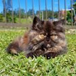 Foto de Heloise Lima